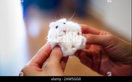 Süßer Kleiner Exotischer Weiblicher Winter-Weiß-Zwerghamster erhält vom Besitzer eine Massage. Winter-Weiß-Hamster wird auch als Winter-Weiß-Zwerg bezeichnet. Pflege von Haustieren, Stockfoto