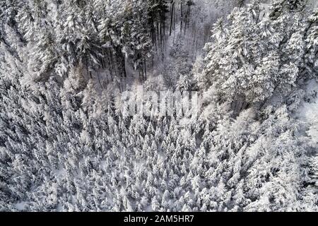 Winterliche Luftaufnahme von schneebedecktem Holz im Neuschnee. Winterhintergrund Stockfoto