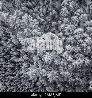 Luftaufnahme von dichten Holzbäumen, die von Neuschnee bedeckt sind. Wintersaison Stockfoto