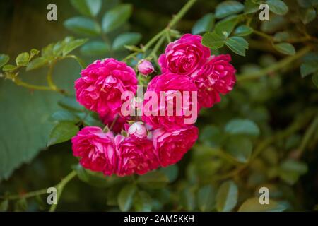 Nahaufnahme des Zweigs der Kletterrose alter Sorte Excelsa. Kleine rote Blumen auf dem Hintergrund grüner Blätter Stockfoto