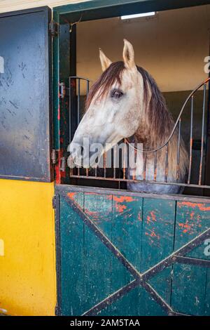 JEREZ, SPANIEN - ca. November 2019: Der Yeguada de la Cartuja Gestüt von Jerez de la Frontera in Andalusien, Spanien Stockfoto