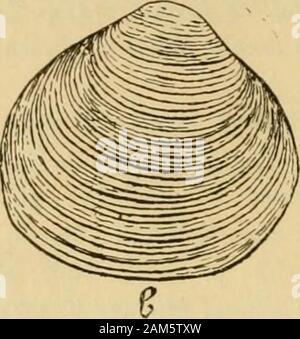 Beiträge à la Faune malacologique de l'Afrique Equatoriale..1. SÉR., [Nr.] 1-72. . Stockfoto