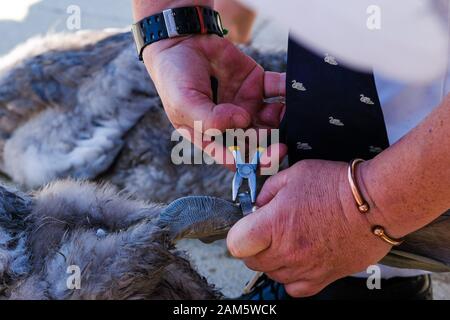 Mitglieder der Royal Swan Upping team Ring (Markieren) eines Cygnet während der jährlichen Swan Upping am Dienstag, 16. Juli 2019 im Windsor, Themse. Swan Upping ist eine jährliche Veranstaltung in England, in denen Höckerschwäne auf der Themse aufgerundet, gefangen, Beringt, und anschließend freigegeben. Der Besitz von Schwänen in der Themse wird zu gleichen Teilen unter der Krone, der Winzer und der Färber" Unternehmen geteilt. Bild von Julie Edwards. Stockfoto