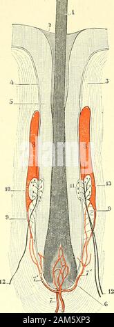 "Traité d'anatomie humaine. d de lanneau Taktile externe, Mais de lautre côté de la Membrane vitrée, entre cette Dernière et la gaine théliale épi - externe, se trouve une rangée de cellules ovoïdes, claires, absolument différentes comme Nature et comme Aspekt des Éléments cellulaires c{ui konstituierenden Le revêtement épithélial du follicule. Ces découvertes Gleichheit cellules spéciales, Merkel, konstituierende par Leur ensemble Vanneau taktile interne de Renaut (Abb. 211,11). Il existe donc, à la Partie moyenne De follicule, deux anneaux concentriques, Lun-interne, externe, Lautre séparés Lun de lautre Par Stockfoto