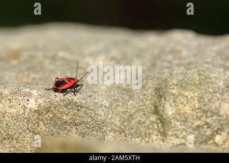 Rote Wanze mit schwarzen Punkten (Feuerwanze) auf Holz- und Sandsteingrund Stockfoto