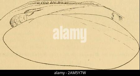 Beiträge à la Faune malacologique de l'Afrique Equatoriale..1. SÉR., [Nr.] 1-72. t, un peu romonlant; crèledorsale médiocre, très Stumpf: Sommets, comprimés obtus, très peu pro-éminents, excoriés, laissant voir une Belle nacre bleuâtre très Irisée; Widerrufsbelehrung - Sion musculaires gruppiert: 9 Impressionen anîéricures, La sujiérieuregrande, ovalaire - arrondie, plus profonde en baut quen Bas; linférieurebeaucoup plus petite, Séparée de la Précédente; deux Impressionen posté - rieures, la Supérieure petite, ronde et profonde; linférieure beaucoupplus Grande, plus, superficielle ovalaire allongée; beeindrucken Stockfoto