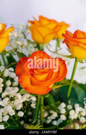 Orange Rosen Bouquet, mit weißem Hintergrund Stockfoto