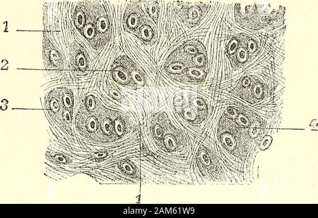 "Traité d'anatomie humaine. ^-, 1-, de oTounement des follicules pileux (daprès Kôllucer). très rapproches Les uns des o i i i j • Ni+i------- moiiQ Coffo/Im^ri; • l-l/^ fiiisccaux tun Ussu conjoiiUf cnlre - cioisis. - 2, un Groupe de deuxauUL^. I. LLIC aCUUeiC OlspO - follicules. - 3, 4, Gruppen de Trois ou Quali-c loUiculcs. sition sobserve de préférence à la tète, comme le Montre très nettement la Abbildung ci-dessus (Abb. 205) représen-tant une Coupé transversale du Cuir chevelu.. Fiiï. m, S T R1; G T U R E DU POIL Nous étudierons successivement, à ce sujet: 1° la Struktur du Poil considéré àlé Stockfoto