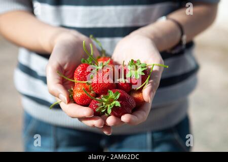 Frau hält ihre frisch gepflückte rote Erdbeerfrucht. Eine Frau, die einige frisch gesammelte Erdbeeren hält. Ökologisch angebaute Erdbeeren Stockfoto