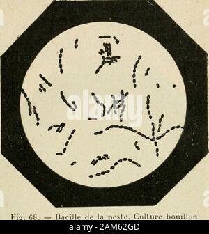 "Traité pratique de bactériologie. Schwein. 06.  Peste du Ratte. Fulpe de la rate Fif, ^67. - Bacille de La Peste aveccapsules. 120 J 1. Färbung. - Dans le sang, le pus ou les Kulturen, ils se colorentbien ordinaires en Général aux Méthodes et se décolorent par la Méthode (1) Cacace, Sulle variazionimorphologiche del Bacillo délia pesta in rapporte Ad - enti Forniture (Giorn. dellAssoc. Napol. dei Meclici e Niiliiriilisli, XU, 1902). BACILLE DE LA PESTE. 303. Bacille de la peste. Ciillure Bouillon (daprès Yersin). 1000 1.de Gramm. Daprès Kitasato, Les bâtonnets qui se trouvent Dans 1 (resteraient souven Stockfoto