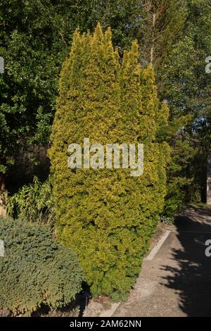 Das Evergreen Laub eines gemeinen, europäischen oder englischen Eiben (Taxus baccata 'Standishii') in Rural, England, Großbritannien Stockfoto