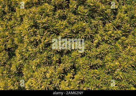 Das Evergreen Laub eines gemeinen, europäischen oder englischen Eiben (Taxus baccata 'Standishii') in Rural, England, Großbritannien Stockfoto