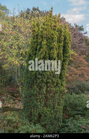 Das Evergreen Laub eines gemeinen, europäischen oder englischen Eiben (Taxus baccata 'Standishii') in Rural, England, Großbritannien Stockfoto