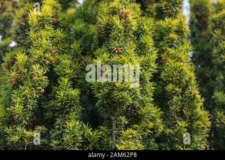 Die Evergreen Laub und Red Arils of a Common, European or English Yew (Taxus baccata) in Rural, England, Großbritannien Stockfoto