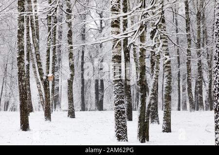 Blick auf schöne Winter-Birkenholz Stockfoto