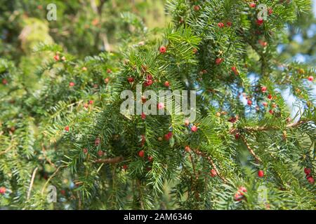 Die Evergreen Laub und Red Arils of a Common, European or English Yew (Taxus baccata) in Rural, England, Großbritannien Stockfoto