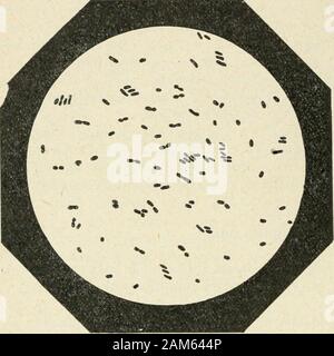 "Traité pratique de bactériologie. produirait une très légère acidité, lalcalinité faisantsuite seulemeiitaprès un ou Deux jours. Les Kulturen ne donnent pas la réaction de lindol. Avec schneckaufkommen Arten, il ne se produit Pas de Gärung aux dépensdes sucres; dautres, le Bacille de Lachs par Beispiel, en Font fer-menter quelques-uns. Ce-caractère ne paraît pas avoir limportance quelui attribuent Voges et Proskauer (2). Daprès tous ces caractères, Voit que ce Mikrobe se rapproche plusdu Groupe du Colibacille que Celui du choléra des Poules. PROPRIETES BIOLOGIQUES Vitalité et Virulenz. - Le Stockfoto