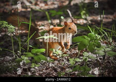 Ein kleines rothaariges flauschiges Gleithörnchen steht an einem sonnigen Sommertag auf seinen Hinterbeinen unter dem grünen Gras und sieht interessiert aus. Stockfoto