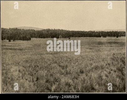 Ethnobotanik der Tewa Indians. A. in einem östlichen Hang AM KAMM DES JEMEZ BERGEN. Hohe Felsen KIEFERN ARESCATTERED über die Wiese; ein Aspen Grove wird gesehen, AUF DER LINKEN SEITE; große GRASSCLUMPS, die so charakteristisch ist hier, IM VORDERGRUND. VALLE GRANDE, die zeigen, wo GRÜNLAND GIBT WEG FÜR FICHTE UND ASPEN AUF DEN PISTEN. SnJ ^w^^^. rfn ^^n^nn^™! Ethnobotanik DER TEWA INDIANS 49 Jayss^H, Hano Tewa, saure Willow (jqy^ Willow; sseH, sauer). Kochsalzlösung^? Sp. Wie die gewöhnlichen Willow, Jay^aber die Rinde ist grün, nicht Rot. Es wird eingesetzt, um die Dächer, Gebet - Sticks und LMipe^ sind daraus gemacht.^ Itgrows auf einem Stockfoto