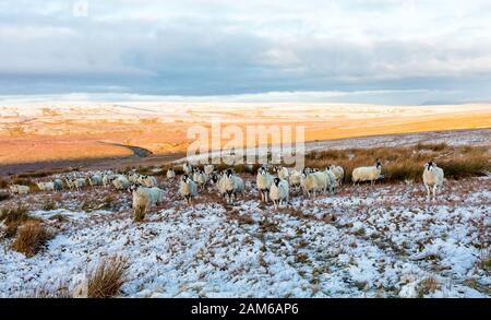 Eine Schar von Swaledale ewes im Winter auf abgelegenen, offenen Moorflächen in der Nähe von Tan Hill inn, Keld, North Yorkshire. Querformat, Horizontal.Raum für Kopie. Swaledale Stockfoto