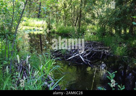 Das Würzacher Ried in Bad Würzach ist eine Stadt in Bayern mit vielen wunderschönen Landschaften Stockfoto