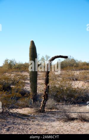 Zwei Saguaro Kakteen, einer lebendig und einer tot, wachsen nebeneinander. Stockfoto