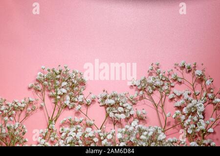 Selektiver Fokus. Weiße Zigeuner Blumen. Zweige der Zigeuner auf pinkfarbenem Hintergrund. Stockfoto