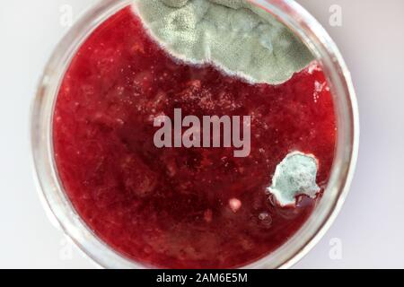 Schimmel auf Beerenstau in einem Glas Draufsicht. Schimmelsporen zur Konservierung. Verdorbener Pflaumenstau in einem Glasbecher. Stockfoto