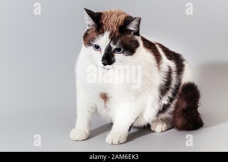 Katze Halbrasse Schneeschuh auf einem grauen Hintergrund. Stockfoto