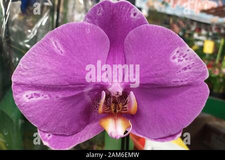 Flieder Orchideenblume in der Nähe. Innenraumblumen für Innendekoration blühende krautige Pflanzen aus der Familie Orchid. Stockfoto