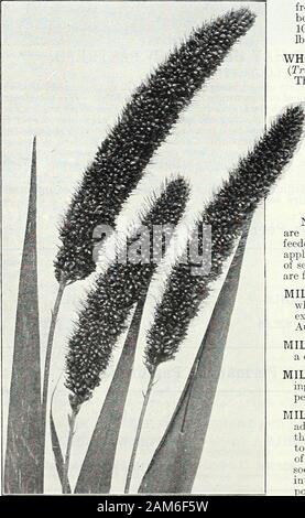 Die Farquhar Garten jährliche: 1922.se.) Auf reiche, lehmige Böden diese Sorte wächst fast doppelt so groß wie die Mittlere rote Cloverand ist früher im Wachstum. Lb, 50 cts., 10 lbs., $ 4,75; 100 lbs, § 45.00 ROT MITTEL. (- Trifolium pratense.) Die besten Klee für alle praktischen pur-Posen. Gelingt am besten auf satten, warmen Lehme, mit Humus. Kalk und potashare wesentliche Voraussetzung für die Entwicklung am besten. Eine Biennale, sondern durch schließen Weideland vielleicht mehrere Jahre dauern. Lb, 50 cts., 10 lbs., § 4,75; 100 lbs, § 45.00. Scharlach oder purpurroter Klee. (Trifolium incarnatum.) Diese annualClover gedeiht am besten auf warmen Stockfoto