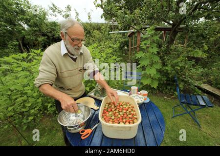 Peter Emerson's Garten, in dem seine eigenen roten Kernen, eine große Weinrebe vor dem Haus, Olivenbäume, Figs-Bäume, Goosebeeren, Pflaumenbäume, apfelbäume, Birnbaum und schwarzer Kerbbaum um und in seinem Rhubarb Cottage in North Belfast Mittwoch, 3. Juli 2019 angebaut wurde. (Foto von Paul McErlane) Stockfoto