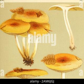 Abbildungen der britischen Pilze (hymenomycetes), als ein Atlas zum "Handbuch der britischen Pilze' dienen. AGARICUS IfLAMMLL,!/GUMMOSUS. Frie 4. auf dem Boden Coed Coch. 1883.. PL. 476, Stockfoto