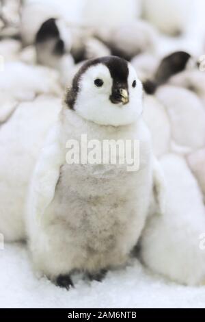 Nahaufnahme eines niedlichen kleinen Kaiserpinguinkichers, der vor anderen Babypinguinen sitzt Stockfoto