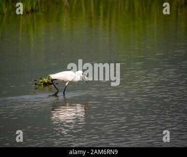 Egret, Egretta garzetta, in Fischteich Fang Fisch, Tam Coc, Ninh Binh, Vietnam, Asien Stockfoto