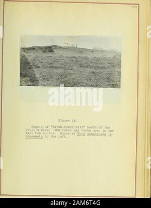 Ein vereinsleben Studie von Illinois Sand Prairie. Stockfoto