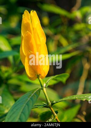 Nahaufnahme von weißer und gelber Blume, Lollipop-Pflanze, Pachystachys lutea, Tam Coc, Ninh Binh, Vietnam, Asien Stockfoto