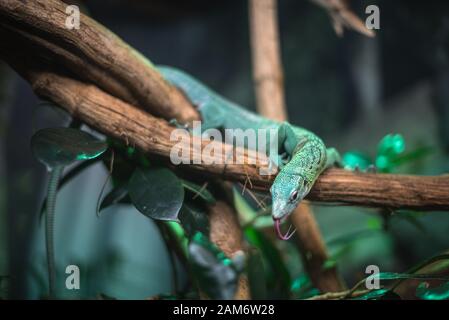 Reptilien grün blau auf Ast Aquarium Haustier Zoo Heim niedliche Echse Kopf Zunge Augen sehen gehen exotisch selten Stockfoto