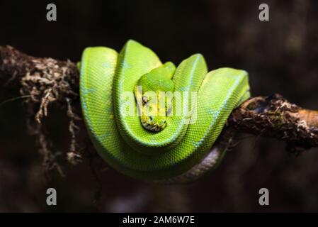 Reptilien grün blau auf Ast Aquarium Haustier Zoo Heim Schlangenposion kleiner Kopf Zunge Augen sehen gehen exotisch selten Stockfoto