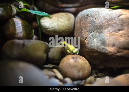 Kleiner Frosch Gelb Grün Makrosteine Aquarium Reptiliengiftkopf Stockfoto