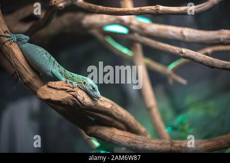 Reptilien grün blau auf Ast Aquarium Haustier Zoo Heim niedliche Echse Kopf Zunge Augen sehen gehen exotisch selten Stockfoto