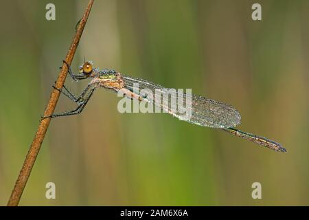 Emerald Damsellfly (Lestes sponsora) am Morgen mit Tau bedeckt Stockfoto