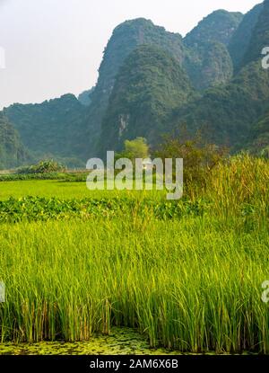 Reisfelder mit Blick auf Kalkkarstberge, Tam Coc, Ninh Binh, Vietnam, Asien Stockfoto
