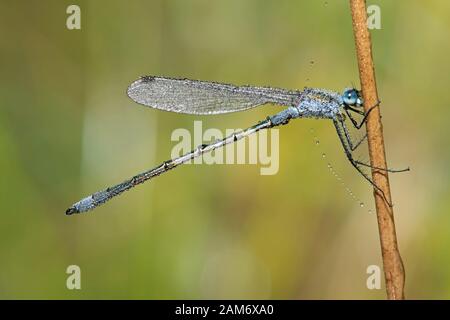 Emerald Damsellfly (Lestes sponsora) am Morgen mit Tau bedeckt Stockfoto