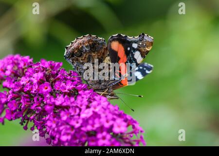 Der rote Admiral, Vanessa atalanta, ein schöner bunter Schmetterling auf einer lila Blume Stockfoto