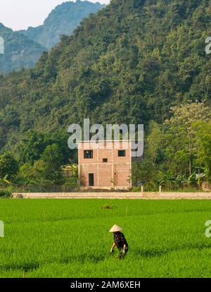 Frau aus der Region, die in Reisfeldern mit Blick auf Kalkkarstberge, Tam Coc, Ninh Binh, Vietnam, Asien, arbeitet und konischen Hut trägt Stockfoto