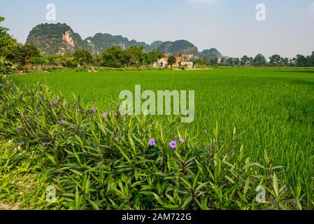 Reisfeld und Blick auf Kalkkarstberge, Tam Coc, Ninh Binh, Vietnam, Asien Stockfoto