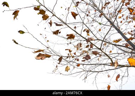 Ahorn-Baum isoliert auf weißem Grund. Stockfoto