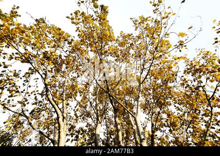 Ahorn isoliert auf einem ackground Whiteb. Stockfoto