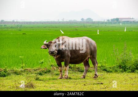 Wasserbüffel, Bubalus bubalis, gefesselt auf dem Feld mit Reisfeldern, Dong Tham, Ninh Binh, Vietnam, Asien Stockfoto